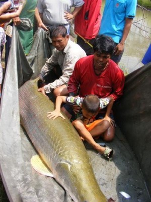 ปลาช่อนยักษ์