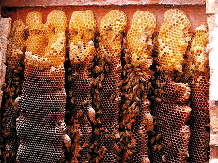 รังผึ้ง